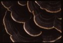 Turkeytail.