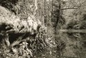 Sycamore Roots, Eagle Creek