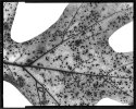 Light Leaf #2