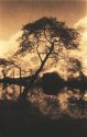 Tree by the River Derwent