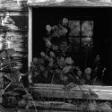 Shed window