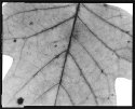 Light Leaf #3