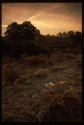 Danbury Common.