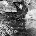 Tree with Roots