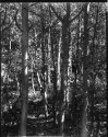 Aspen Grove