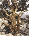 bristlecone pine white mountains