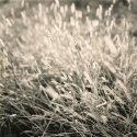 Grasses in Morning Sun,  Eagle Creek