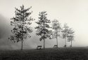 5 Trees 4 Benches