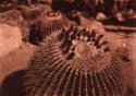 Barrel Cacti