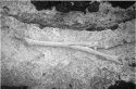 Driftwood
