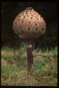 Young Parasol Mushroom.