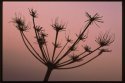 Hogweed.