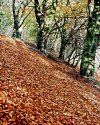 It's Autumn / Fall