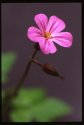 Herb Robert.