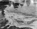 Pond Scum #72