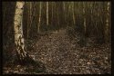 Thrift Wood.