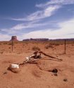 Dead Horse Gulch