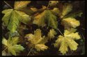 Wet Leaves.