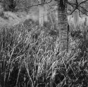 Wylam Grass