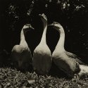 The Visitors