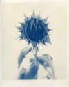 Yet another sunflower