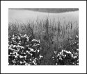 Wetland in Snow 2