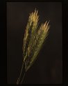 Wall Barley.