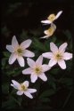 6 Wood Anemones.