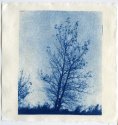 Cyanotype #5