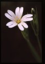 Greater Stitchwort.