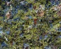 Lichen on a big piece of broken mountain that tumbled down a few centuries
