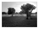 Olive trees