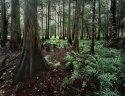 Ferns
