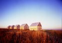 Prairie Sentinals in a Frosty Sunrise
