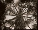 Desert Palm Tree - Outside my office door