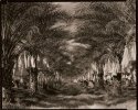 Date Palms waiting for harvest
