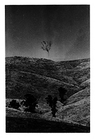 Tree on Hill -Oberon