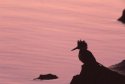 Belted Kingfisher Silhouette
