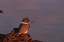 Belted Kingfisher