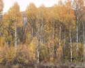 Aspens