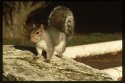 Squirrel.
