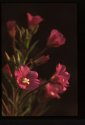Greater Willowherb.