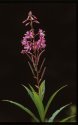 Rosebay Willowherb.