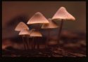 Bonnet Bell Caps.