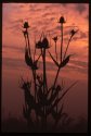 Teasel.