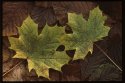 Autumn Leaves.