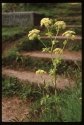 Alexanders.