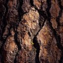 Pine / Lichen
