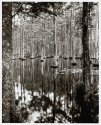 Southern Swamp
