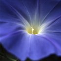 Morning Glory